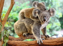 Carica l'immagine nel visualizzatore di Gallery, RAVENSBURGER PUZZLE 200pz XXL Amore di Koala 12945